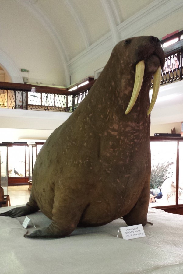 Sad, dead, overstuffed, Walrus. Sad, dead, overstuffed, Walrus.